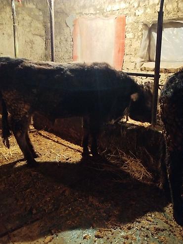 Коровы, быки: Продаю | Бык (самец) | На откорм | Привязанные — 5