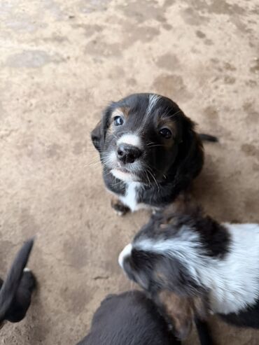 Psi: Štenci mešanci – više štenaca različitih boja i šara Opis: - Leglo — 18