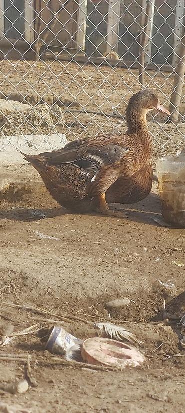 Ördəklər: Məhsul: Ördek cütü Təsvir: - Şəkillərdə kənd şəraitində saxlanılan 2 — 2