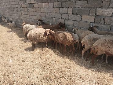 qala cinsi qoyun satilir: Salam tam saglam heyvanlar satilir qoyun quzu keci cepis qoc kime ne — 3