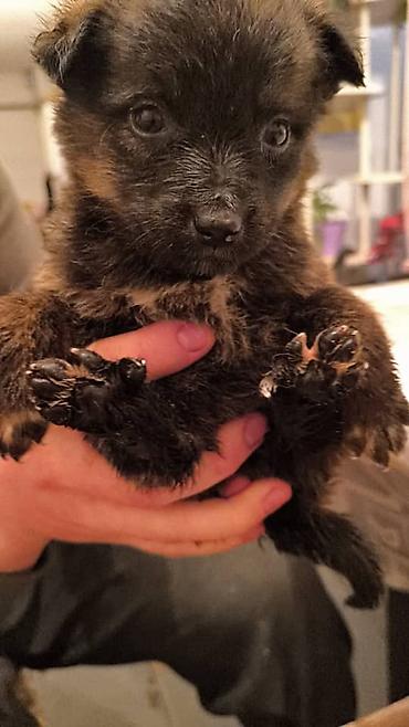 Отдам даром собаку: ПРИЮТ СОБАЧЕК большой выбор много красивых щенков и умных собак. ВСЕ — 17