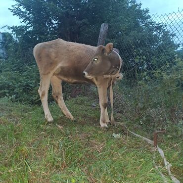 Inəklər, öküzlər: Salam öz inəyimdi yanındada balası bir yerdə satılır alverci deyiləm — 9