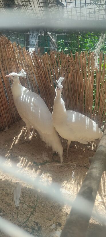 животные в зоомагазине: Продаю пару белых павлинов