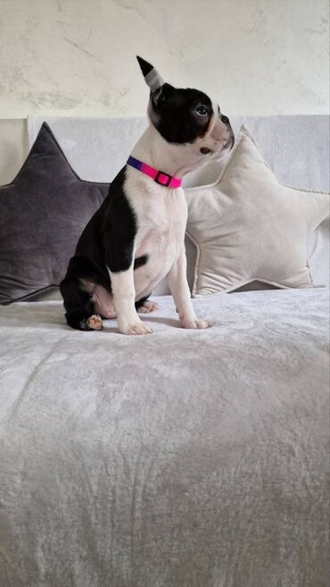 Psi: Na prodaju štenci rase BOSTON TERIJER, prekrasnih, zdravih roditelja na lalafo.rs — 14 Psi: Na prodaju štenci rase BOSTON TERIJER, prekrasnih, zdravih roditelja — 14