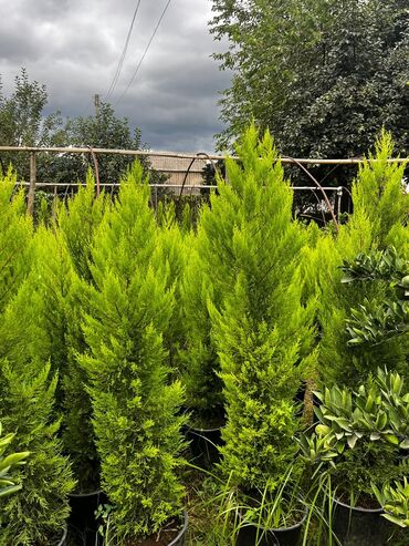 Şitillər: Bütün növ dekarativ ağacların və kol bitkiləri və meyvə ağacların -da lalafo.az — 4 Şitillər: Bütün növ dekarativ ağacların və kol bitkiləri və meyvə ağacların — 4