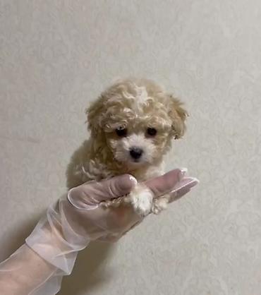 İtlər: 3 ay, Dişi, Peyvəndli, Ünvandan götürmə — 2