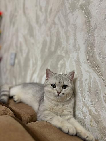 Pişiklər: Britan — 11