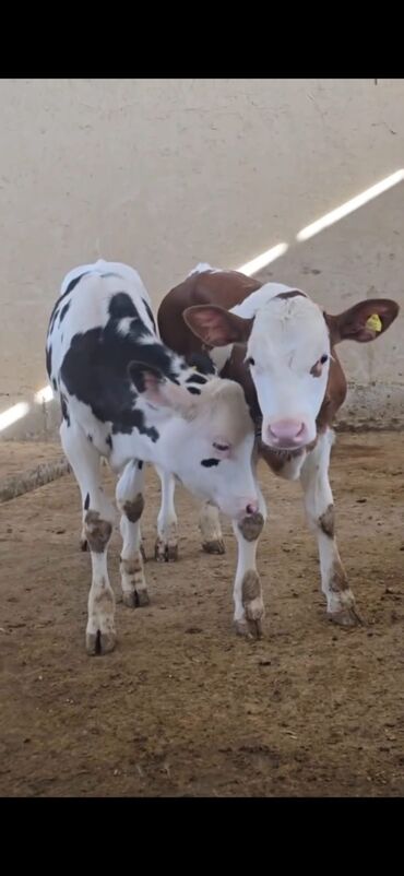 Dana, buzov: Məhsul: Dana (2 ədəd) Təsvir: - Cins tip: süd istiqamətli seleksiya – — 3