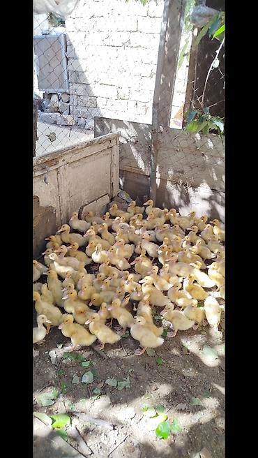 K/t heyvanları və malları: Salam tam sağlam Pekin kuban ordeklerdi 20 gunlukduler Ünvan masdaga — 3