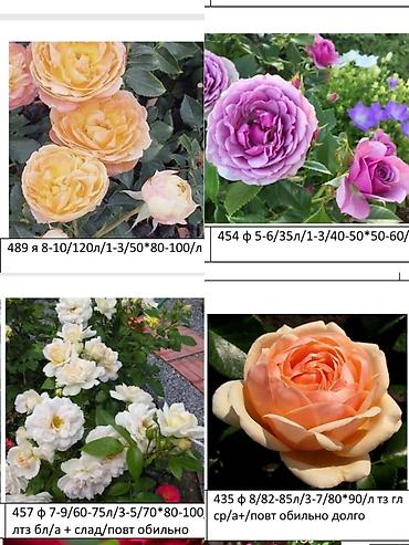 Роза: Саженцы — 10