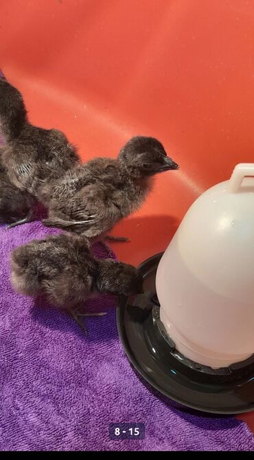 Xoruzlar: Xoruz, il: 1 -da lalafo.az — 5 Xoruzlar: Xoruz, il: 1 — 5