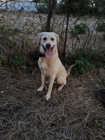 Rolls-Royce: Labrador-retriver, 1 il, Erkek, Ünvandan götürmə