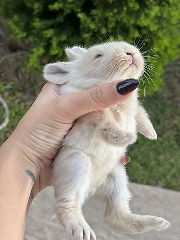 su heyvanları: 1 aylıq holland balaca🐰 Kafes, yem qabı, su qabı və tualet qabı — — 3