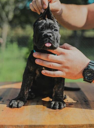 Psi: Postanite vlasnik jednog od naših vrhunskih Cane Corso štenaca — 5