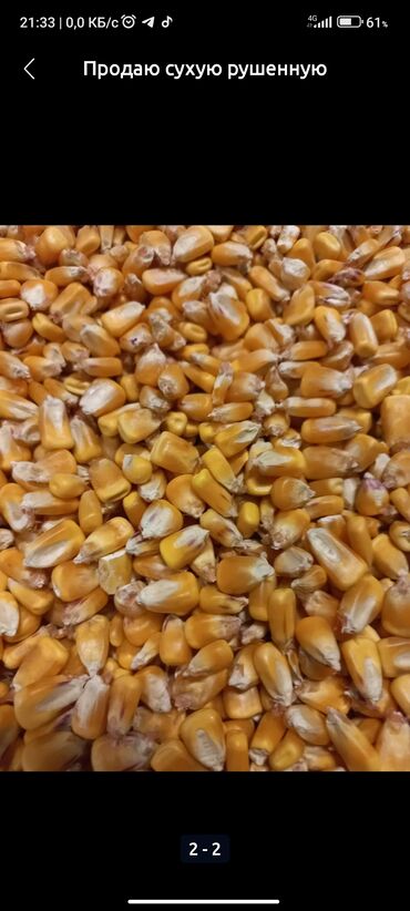 живой корм: Кукуруза рушенная в мешках 17
