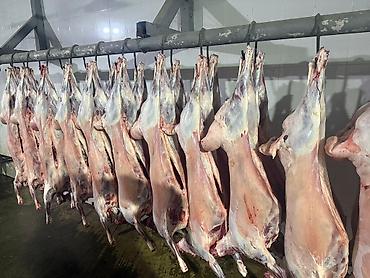 Баранина: Туши баранины на крюках - Цельные охлаждённые туши баранины — 10