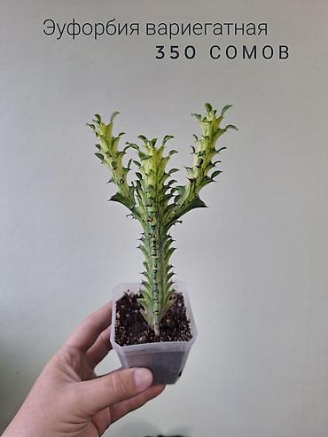 спринклер: 🌿 Комнатные растения/цветы (детки/молодые растения). 🪴 Названия и цены — 4