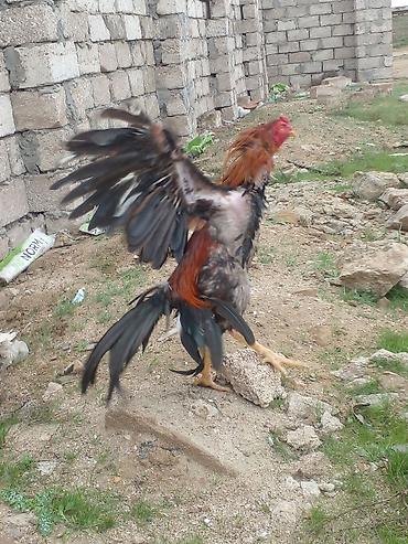 heyvan bazari: Xoruz, Brazil, il: 1, Ünvandan götürmə — 7
