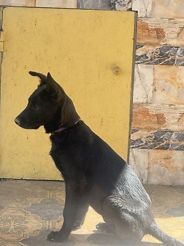 husky sekilleri: 3 ay, Dişi, Peyvəndli, Pulsuz çatdırılma — 1