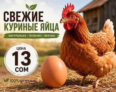 собака сокулук: Куриные яйца по 13 сом — 1