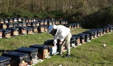 arılar üçün: Arı satışı Ari satisi!!! karnika bucfast italyan qafqaz 2024yeni