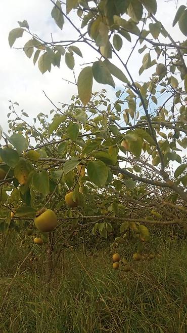 mingecevirde torpaq satisi: 263 sot, Kənd təsərrüfatı, Mülkiyyətçi, Kupça (Çıxarış) — 8