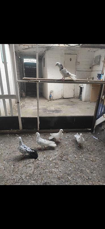 qus dami satilir: Quslar satilir enli quyruqdurlar.maraglananlar zeng etsin — 1