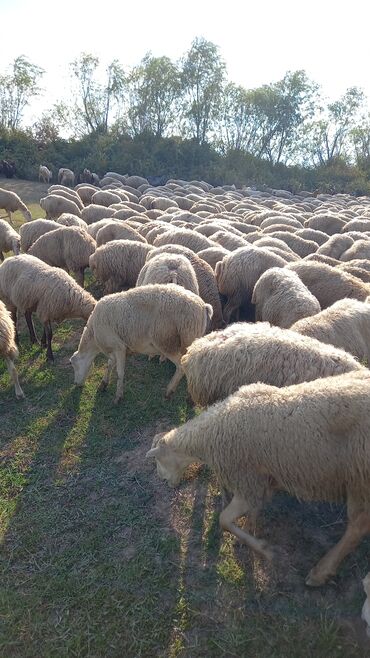 qurbanlıq qoyun qiymətləri: Barterde olunur