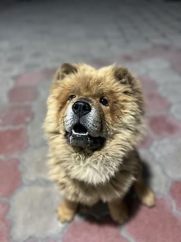 немецские овчарки: 🐕 ДРЕССИРОВКА СОБАК | ПЕРЕДЕРЖКА + ОБУЧЕНИЕ 🐾 Опыт работы с собаками — 10