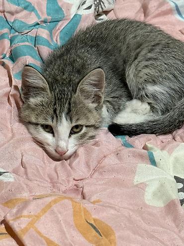 котенок бесплатно: 3 месяца, Мальчик, Биколор, Приучена к лотку, Проглистована — 1