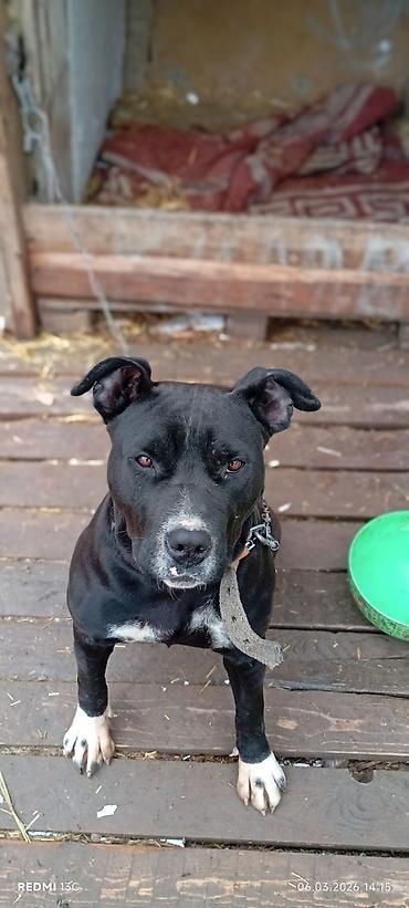 Продажа собак: Питбуль, 7 месяцев, Самка, С прививкой — 7