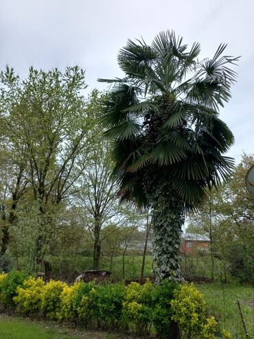 palma ağacları: Palma Ağacı satılır Əlaqə üçün Whatsapla vəya adi zeng ede bilersiz