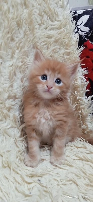 Продажа кошек: Мейн-кун, 1 месяц, Девочка at lalafo.kg — 10 Продажа кошек: Мейн-кун, 1 месяц, Девочка — 10