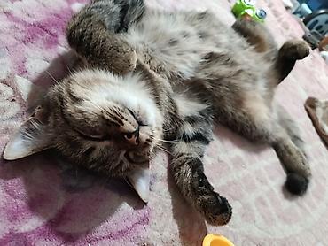 бенгалская кошка даром: Одам даром котят — 2