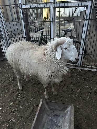 Баран, овца: Продаю | Баран (самец) | Полукровка | Для разведения — 1