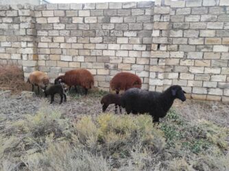 стрижка собак на дому недорого: Dişi, Qala, il: 1, 80 kq, Damazlıq, Ünvandan götürmə lalafo.az -da стрижка собак на дому недорого: Dişi, Qala, il: 1, 80 kq, Damazlıq, Ünvandan götürmə