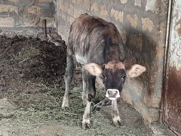 Dana, buzov: Süd verən heyvandı. Üçü birlikdə satılır. Qiyməti razılaşma yolu ilə — 5