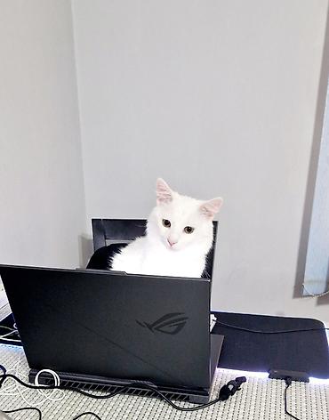 Pişiklər: Türk anqora, Erkək — 1