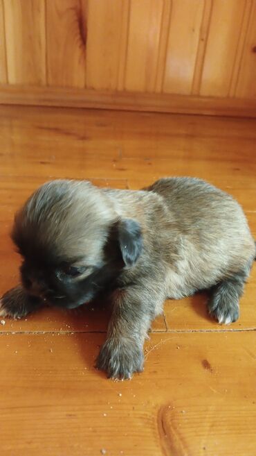 İtlər: Pekines, 1 ay, Dişi