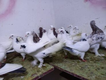 Göyərçinlər: Salam Aleykum qardaşlar 40 dene quşdu içində super uçan Quşlar var — 3