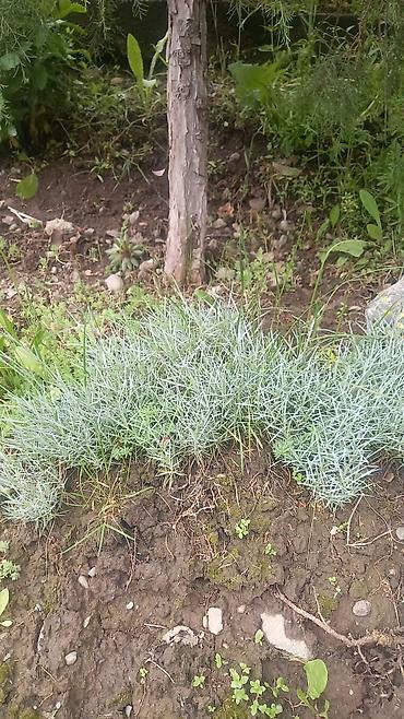 Другие садовые цветы и кустарники: Продаю разные цветы,злаковые: овсяница сизая,мискантус от 200с — 25