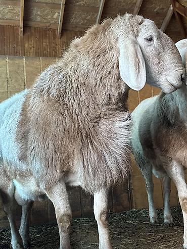 Баран, овца: Продаю | Баран (самец) | Арашан | Для разведения | Племенные, Осеменитель — 7