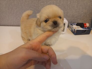 İtlər: Pekines, 1 ay, Erkek, Ünvandan götürmə