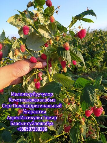 Малина Акылуу жеткирүү