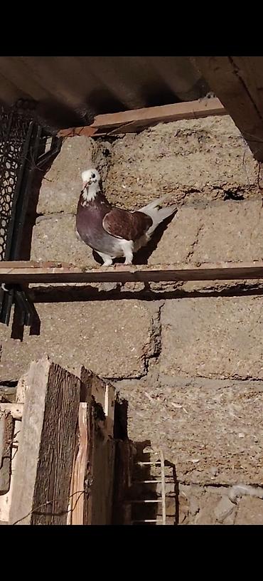 qus yuvası: 12 tuk tutulma qirmizi agbaw erkek 1 aydi tutulub maya bilib — 6