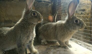 Животные: Продам крольчат фландр 2-3 мес