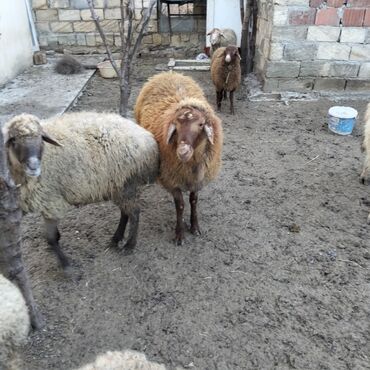 Qoyunlar, qoçlar: Qoyunlar kim wekilde satılır 1qoc 6qoyun var — 8