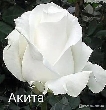 сливы казанской пантеры: Продаю корни роз, оптом и в розницу. Есть в наличии Кустовые — 3