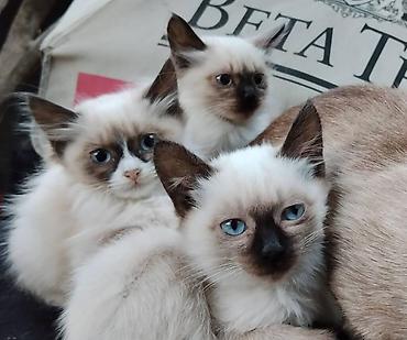 Продажа кошек: Сиамские котята — 1