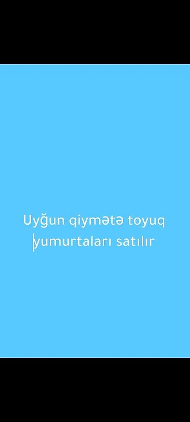 Yumurta: Məhsul: Toyuq yumurtaları Təsvir: - Gündəlik təzə yığılan, mətbəx və — 3